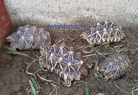 Star tortoise breeding